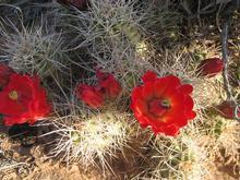 Cactus Bloom