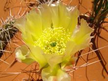 Cactus Bloom